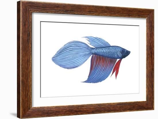 Betta (Betta Splendens), Fishes-Encyclopaedia Britannica-Framed Art Print