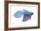 Betta (Betta Splendens), Fishes-Encyclopaedia Britannica-Framed Art Print