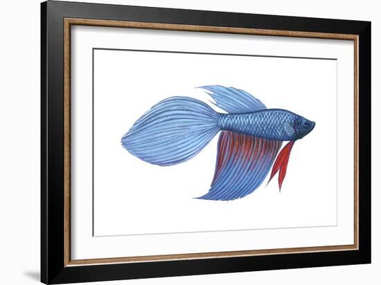 Betta (Betta Splendens), Fishes-Encyclopaedia Britannica-Framed Art Print