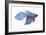 Betta (Betta Splendens), Fishes-Encyclopaedia Britannica-Framed Art Print