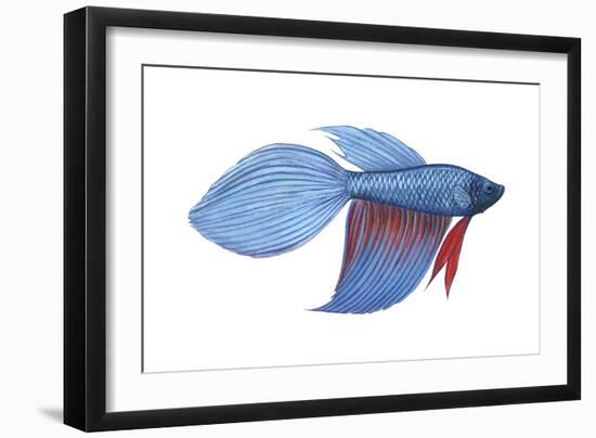 Betta (Betta Splendens), Fishes-Encyclopaedia Britannica-Framed Art Print