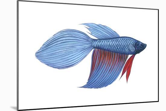 Betta (Betta Splendens), Fishes-Encyclopaedia Britannica-Mounted Art Print