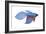 Betta (Betta Splendens), Fishes-Encyclopaedia Britannica-Framed Art Print