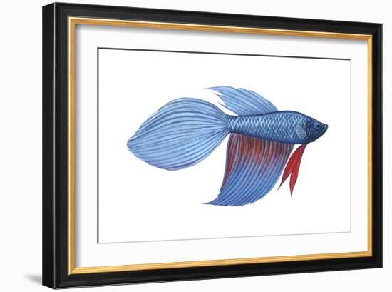 Betta (Betta Splendens), Fishes-Encyclopaedia Britannica-Framed Art Print
