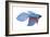 Betta (Betta Splendens), Fishes-Encyclopaedia Britannica-Framed Art Print