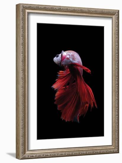 Betta Fish, Indonesia-Kuritafsheen-Framed Photographic Print