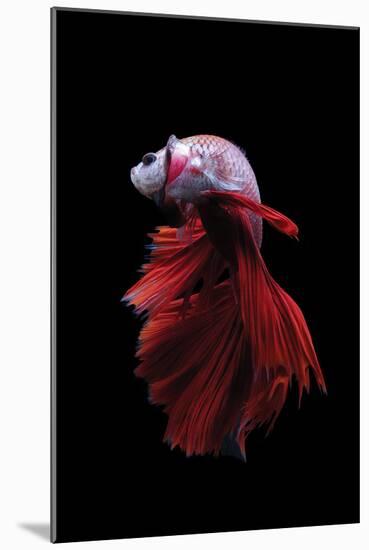 Betta Fish, Indonesia-Kuritafsheen-Mounted Photographic Print