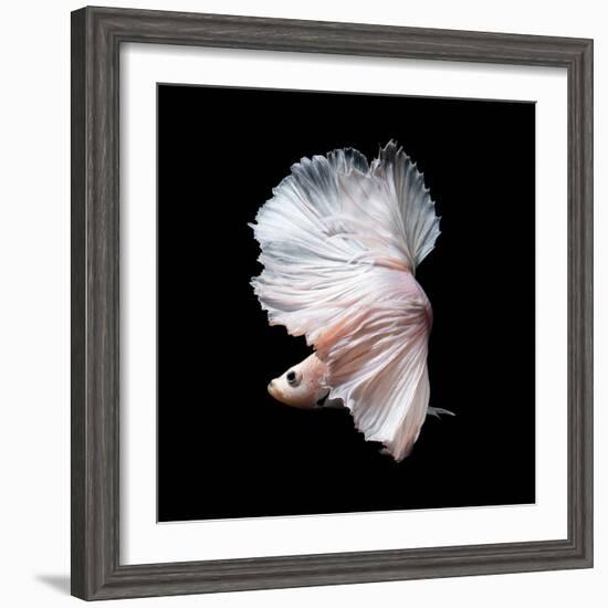 Betta Fish,Siamese Fighting Fish in Movement Isolated on Black Background-Nuamfolio-Framed Photographic Print