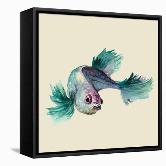 Betta Fish-Jacob Q-Framed Stretched Canvas