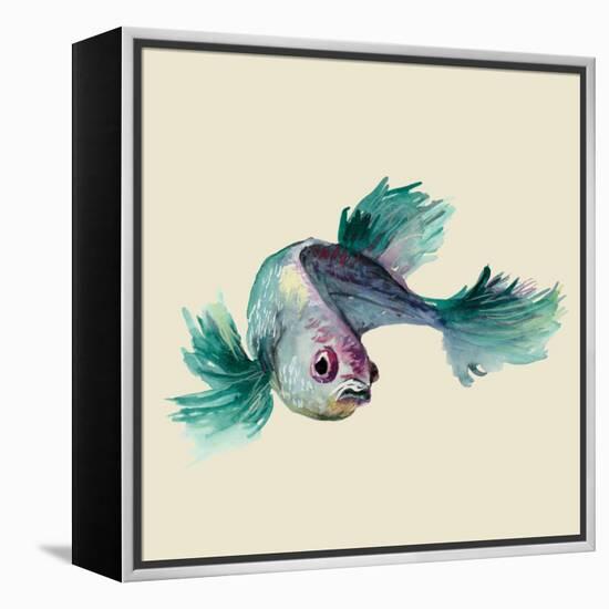 Betta Fish-Jacob Q-Framed Stretched Canvas