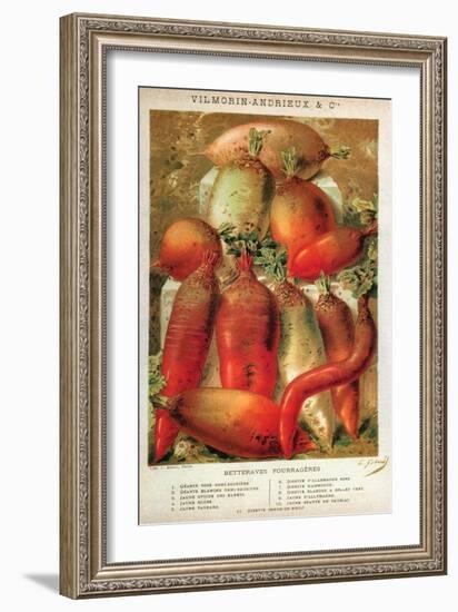 Betteraves Fourragers - Tuber Vegetables-Philippe-Victoire Leveque de Vilmorin-Framed Art Print