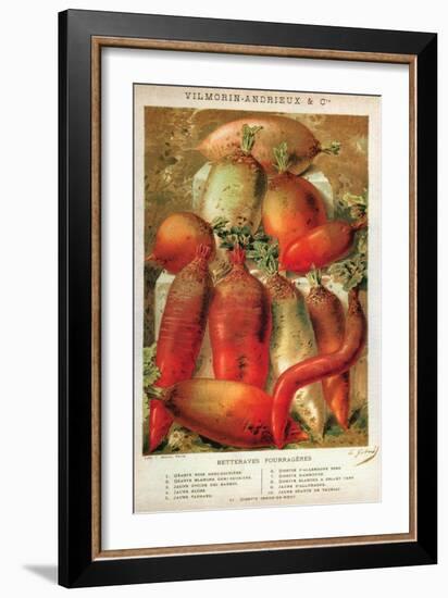 Betteraves Fourragers - Tuber Vegetables-Philippe-Victoire Leveque de Vilmorin-Framed Art Print