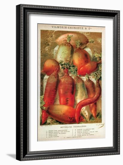 Betteraves Fourragers - Tuber Vegetables-Philippe-Victoire Leveque de Vilmorin-Framed Art Print