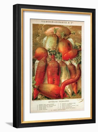 Betteraves Fourragers - Tuber Vegetables-Philippe-Victoire Leveque de Vilmorin-Framed Art Print