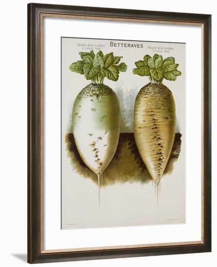 Betteraves Poster-null-Framed Giclee Print