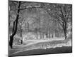 Photographic Print
