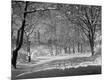 Photographic Print