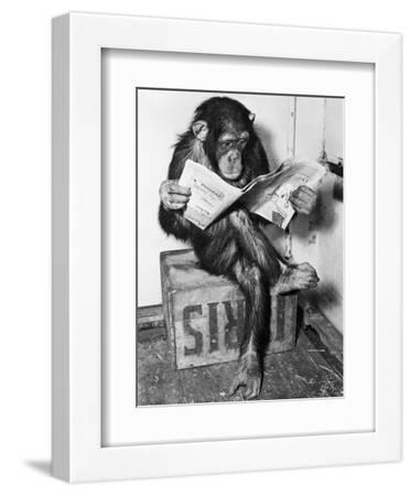 【Chimさん専用】マスター写真集 BLACK & WHITE Chimpanzee Black and White Photography Wall Art: Prints, Paintings