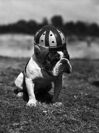 Dog Wearing Helmet on Football Field Premium Photographic Print - Bettmann  | Art.com