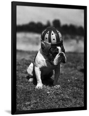 a doe wearing a football helmet Dog Wearing Helmet on Football Field Premium Photographic Print - Bettmann