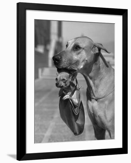 Photographic Print, , large