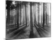 Premium Photographic Print