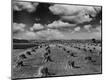 Photographic Print