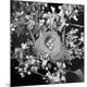 Premium Photographic Print