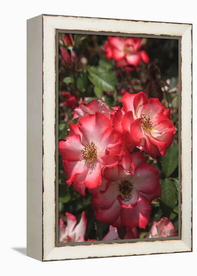 Betty Boop rose is a hybrid rose with a moderately fruity aroma.-Mallorie Ostrowitz-Framed Premier Image Canvas