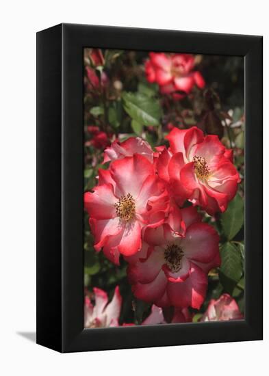 Betty Boop rose is a hybrid rose with a moderately fruity aroma.-Mallorie Ostrowitz-Framed Premier Image Canvas