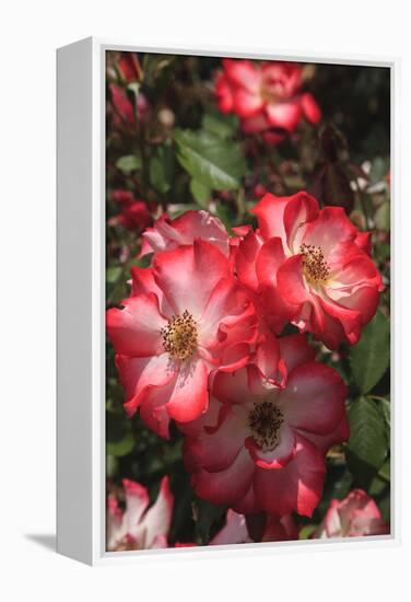 Betty Boop rose is a hybrid rose with a moderately fruity aroma.-Mallorie Ostrowitz-Framed Premier Image Canvas