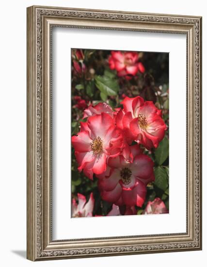 Betty Boop rose is a hybrid rose with a moderately fruity aroma.-Mallorie Ostrowitz-Framed Photographic Print