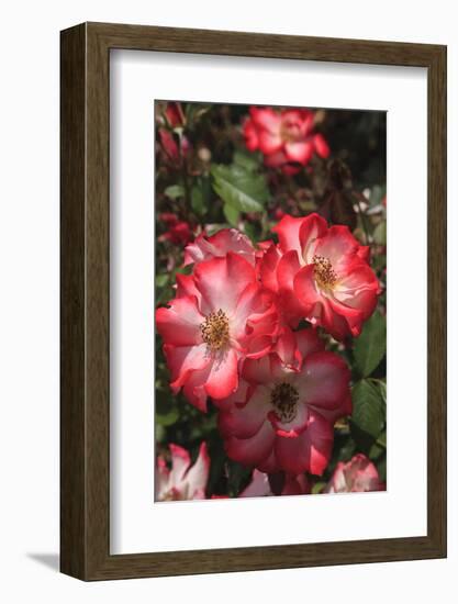 Betty Boop rose is a hybrid rose with a moderately fruity aroma.-Mallorie Ostrowitz-Framed Photographic Print