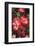 Betty Boop rose is a hybrid rose with a moderately fruity aroma.-Mallorie Ostrowitz-Framed Photographic Print