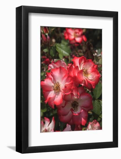 Betty Boop rose is a hybrid rose with a moderately fruity aroma.-Mallorie Ostrowitz-Framed Photographic Print