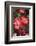 Betty Boop rose is a hybrid rose with a moderately fruity aroma.-Mallorie Ostrowitz-Framed Photographic Print