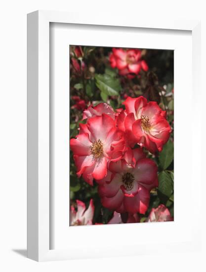Betty Boop rose is a hybrid rose with a moderately fruity aroma.-Mallorie Ostrowitz-Framed Photographic Print