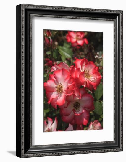 Betty Boop rose is a hybrid rose with a moderately fruity aroma.-Mallorie Ostrowitz-Framed Photographic Print