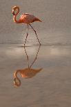 Greater Flamingo, Ecuador-Betty Sederquist-Photographic Print