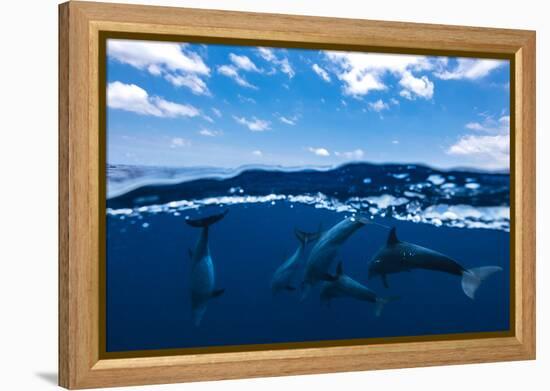 Between air and water with the dolphins-Barathieu Gabriel-Framed Premier Image Canvas