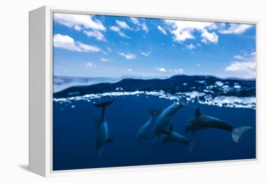 Between air and water with the dolphins-Barathieu Gabriel-Framed Premier Image Canvas
