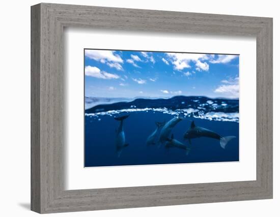 Between air and water with the dolphins-Barathieu Gabriel-Framed Photographic Print