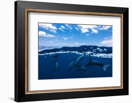 Between air and water with the dolphins-Barathieu Gabriel-Framed Photographic Print