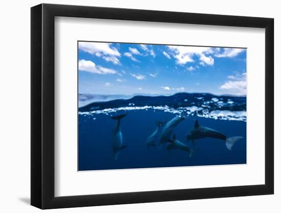 Between air and water with the dolphins-Barathieu Gabriel-Framed Photographic Print