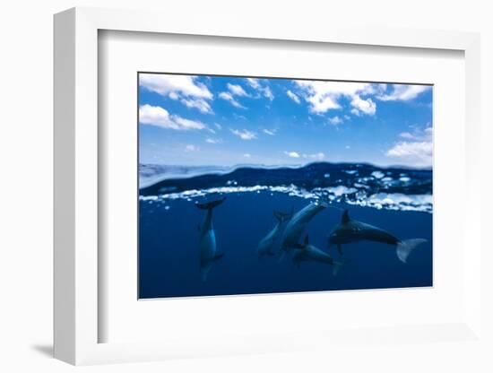 Between air and water with the dolphins-Barathieu Gabriel-Framed Photographic Print