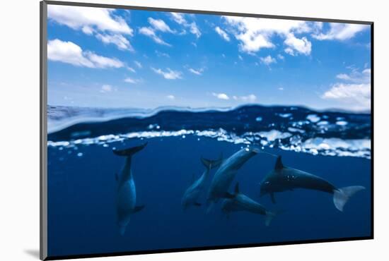 Between air and water with the dolphins-Barathieu Gabriel-Mounted Photographic Print