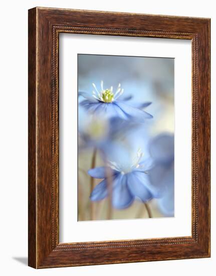 Between the Stalks-Heidi Westum-Framed Photographic Print