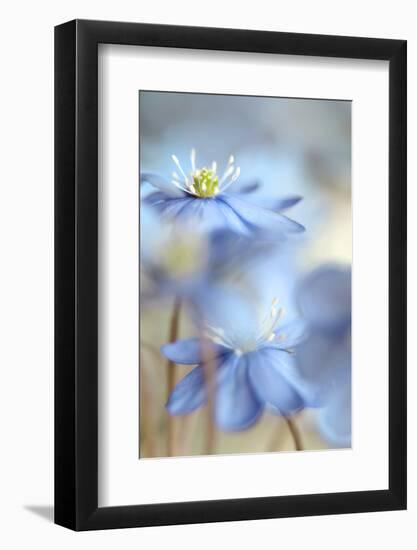 Between the Stalks-Heidi Westum-Framed Photographic Print