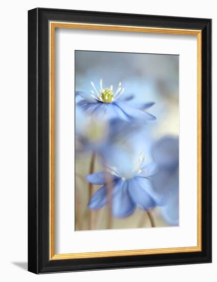 Between the Stalks-Heidi Westum-Framed Photographic Print