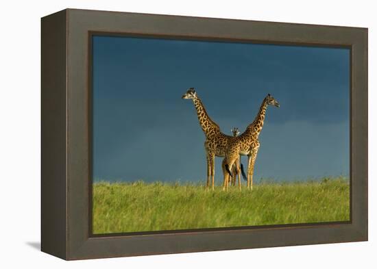 Between the Two-Massimo Mei-Framed Premier Image Canvas